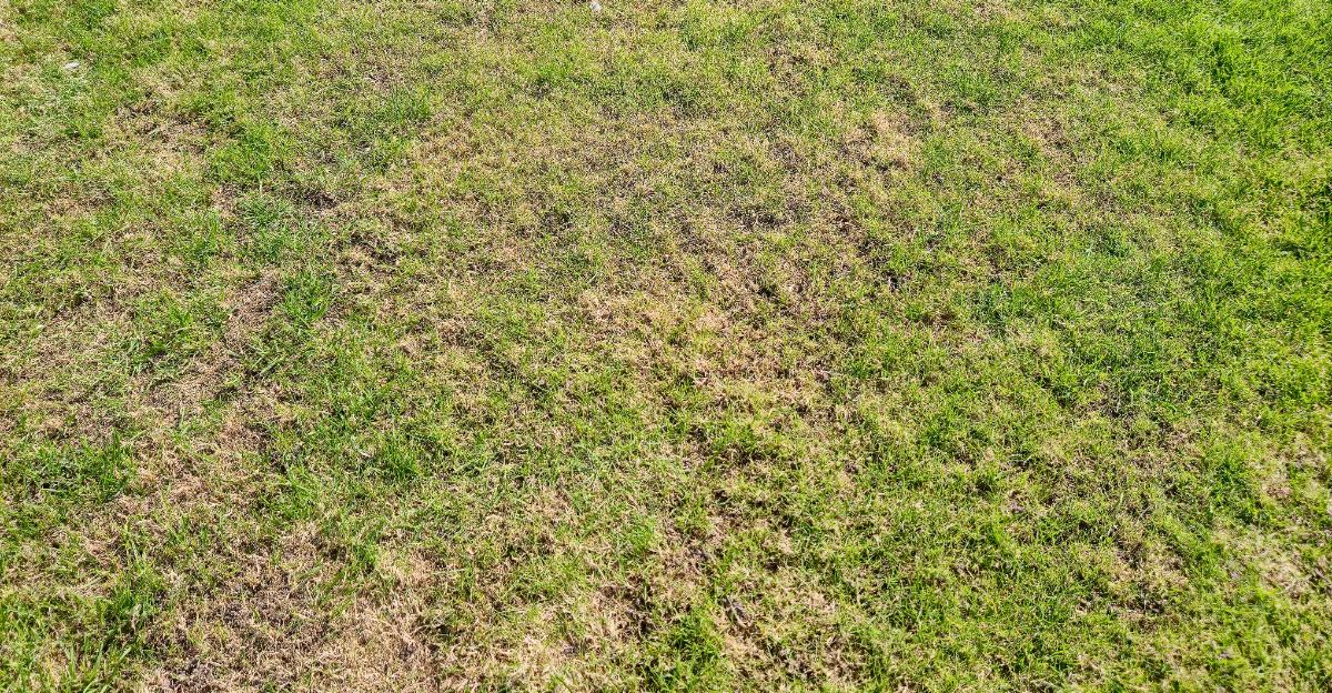 lawn (featured image)