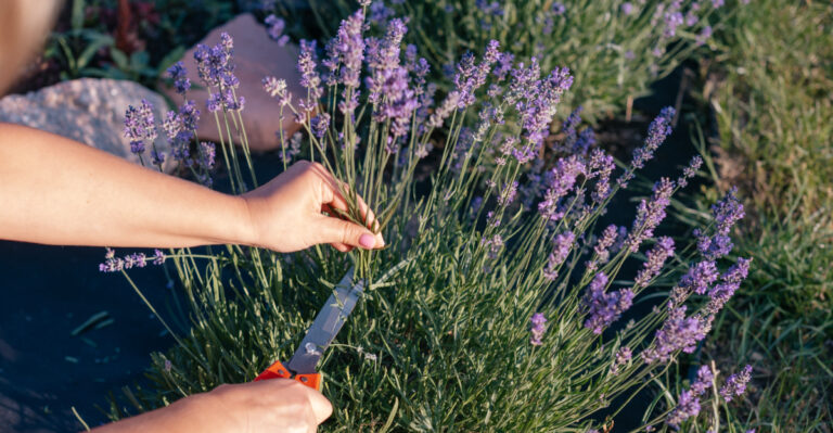 What Oregon Lavender Needs In September To Survive A Wet Winter