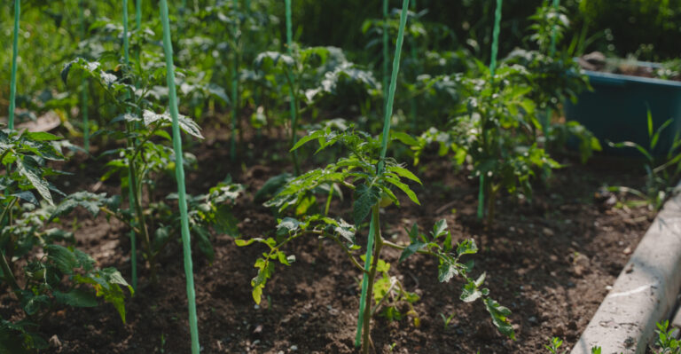 8 Reasons Your Tomato Plants Are All Leaves And No Flowers