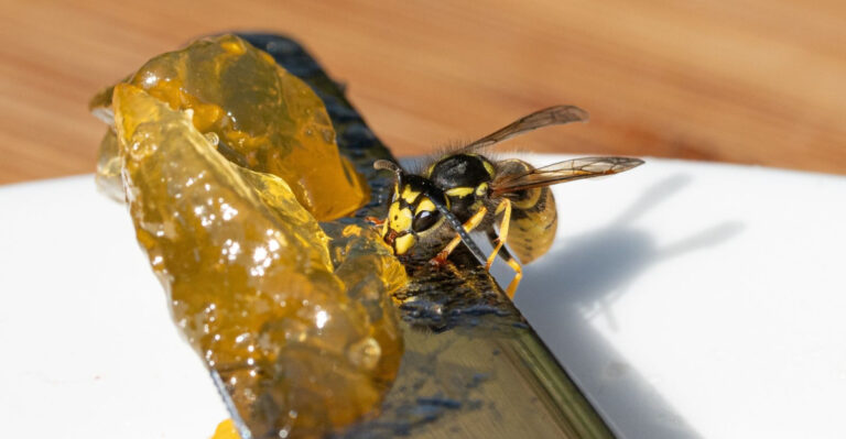 Why Yellow Jackets Get Aggressive In Ohio Yards Every Late August