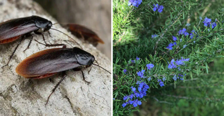 The Porch Plant Texans Swear By To Keep Roaches Out All August