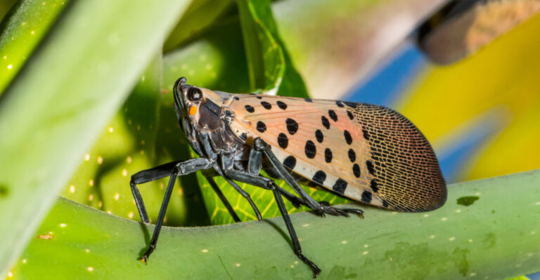 spotted lanternfly