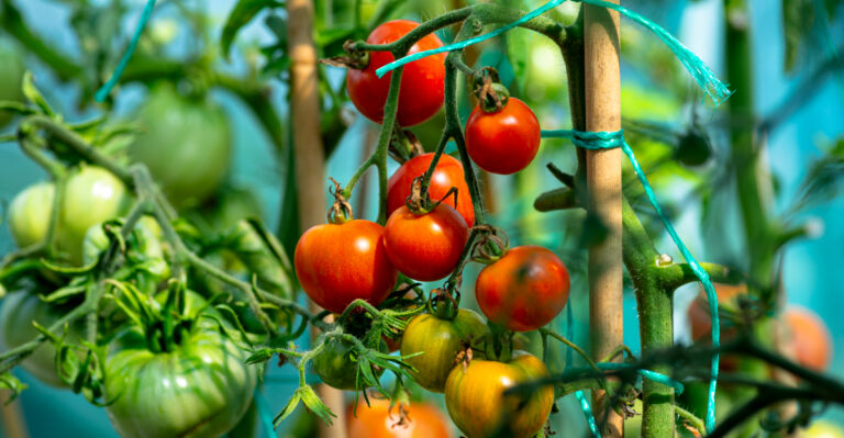 Tomato Plants (featured image)