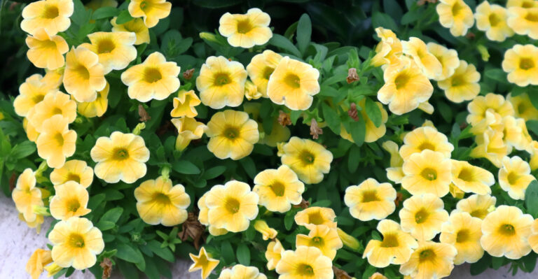 Calibrachoa