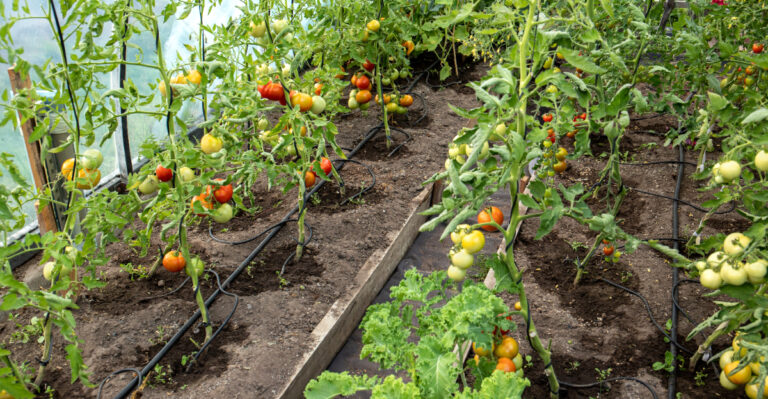 Stop Changing Your Drip Duration During Arizona Heatwaves, Do This Instead