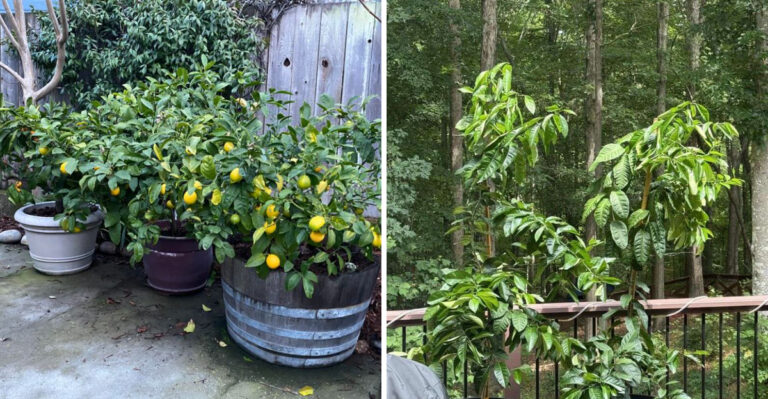 potted citrus tree