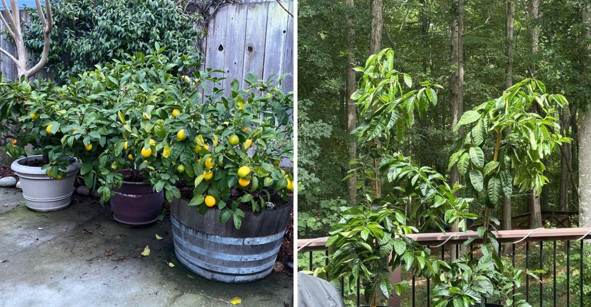 potted citrus tree