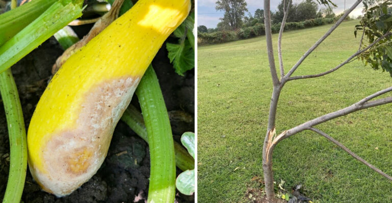 What To Check In Your Georgia Yard After This Week’s Thunderstorms