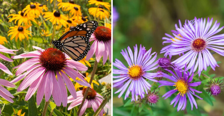 purple coneflower and fall aster