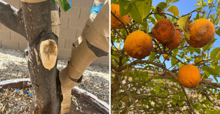 Why Young California Citrus Trees Need Extra Attention Going Into Fall