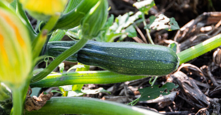 7 Massachusetts Zucchini Growing Mistakes That Lead To No Harvest, And How To Avoid Them