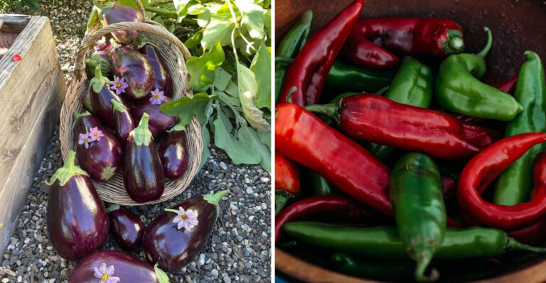 Fall Peppers And Eggplant To Seed Now For An Arizona Harvest