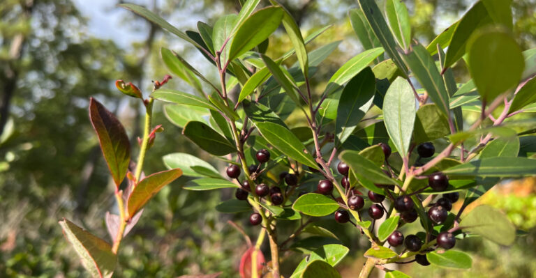 This Underrated Native Shrub Outperforms Boxwood In Virginia Landscapes