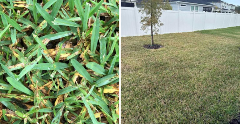 st.augustine grass