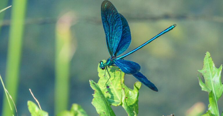 The Meaning Behind Seeing More Dragonflies Over Your Texas Yard In Summer