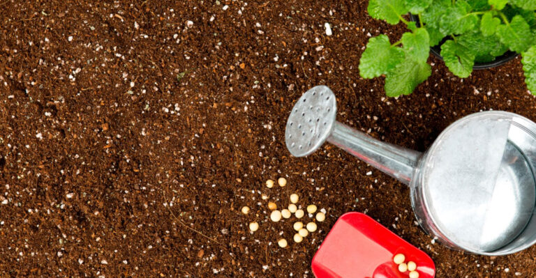 The One Thing North Carolina Garden Beds Need In August Or Fall Crops Will Struggle