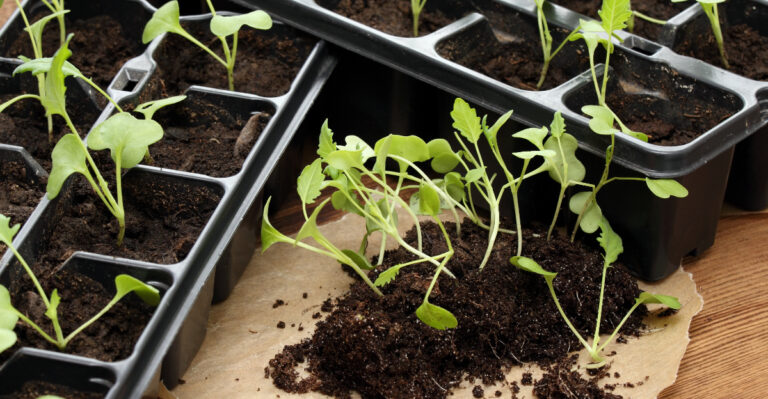 The Most Underrated Fall Vegetable North Carolina Gardeners Are Starting Indoors This Week