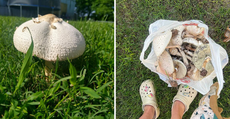 What Georgia Homeowners Should Know Before Removing Mushrooms From Their Lawn