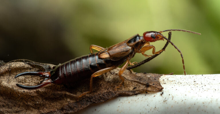 The Kitchen Item Wisconsin Gardeners Are Using To Trap Earwigs Before They Wreck The Basil