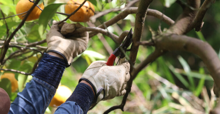 The One Pruning Mistake Keeping Your California Citrus Harvest Small