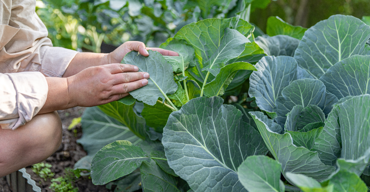 Collards greens (featured image)