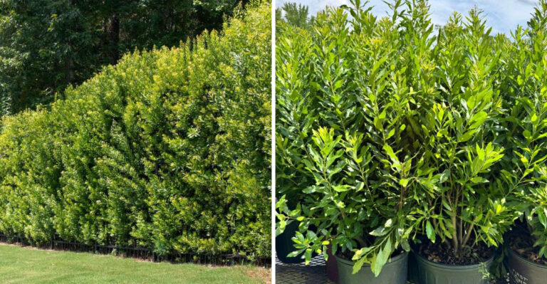 southern wax myrtle