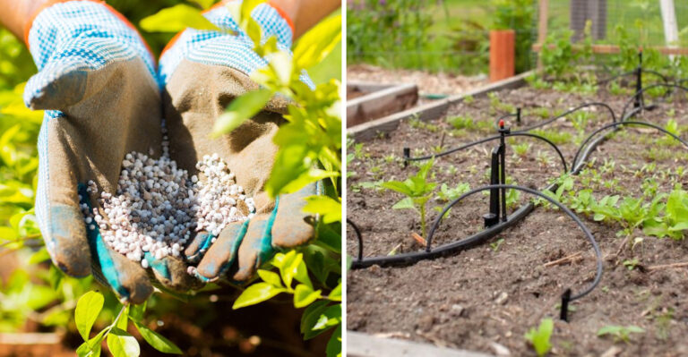 fertilizer and irrigation in garden