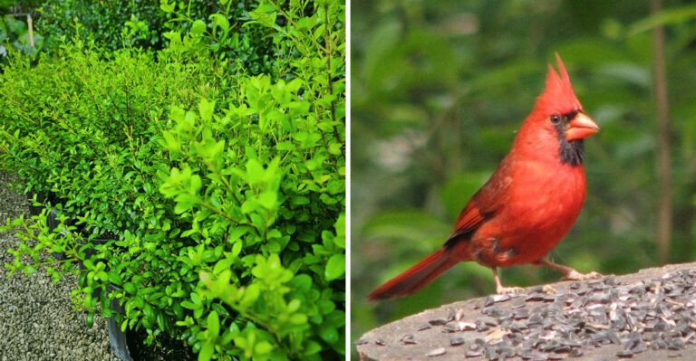 Simpson's Stopper and cardinal