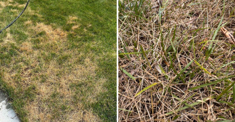 Can California Cities Fine You For Letting Your Lawn Go Brown In A Drought?