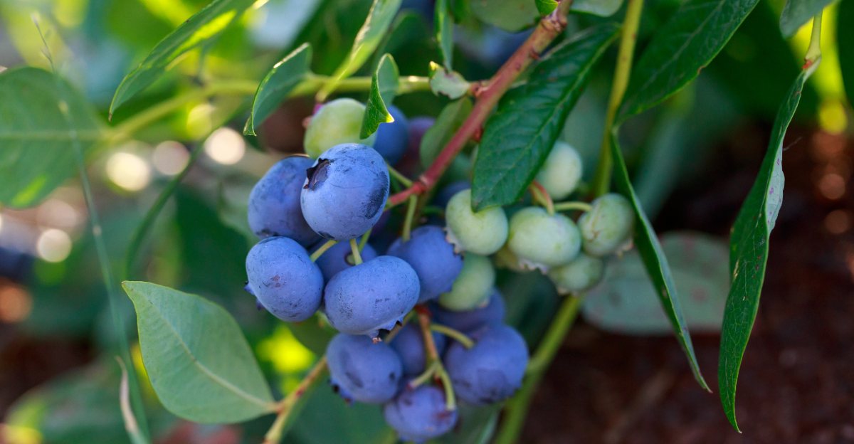blueberries
