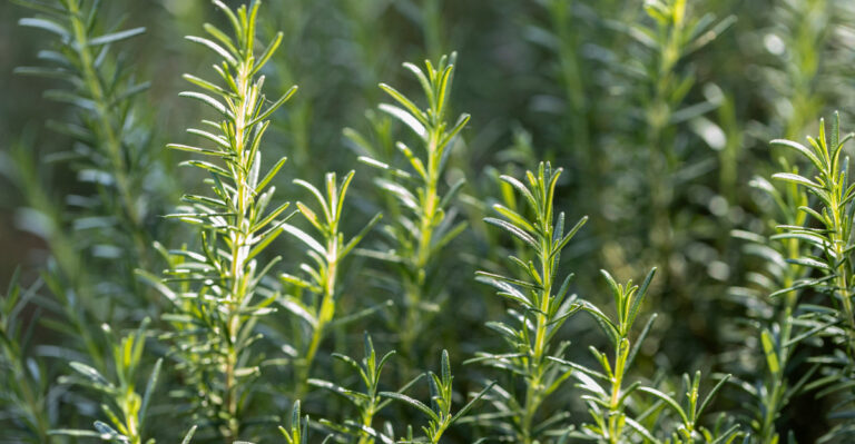 How Florida Gardeners Keep Rosemary Alive Through Heat And Heavy Rain