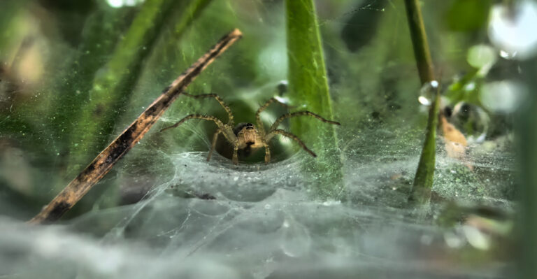 Why Maryland Yards Suddenly Fill With Spider Webs In August