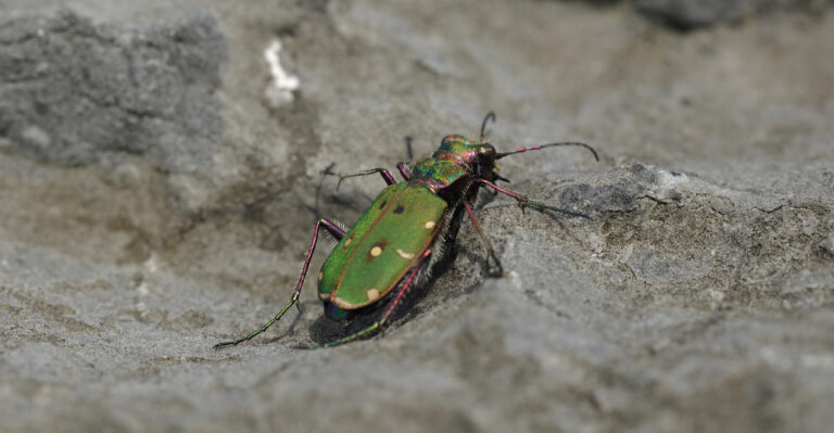 Six Spotted Tiger Beetle (featured image)