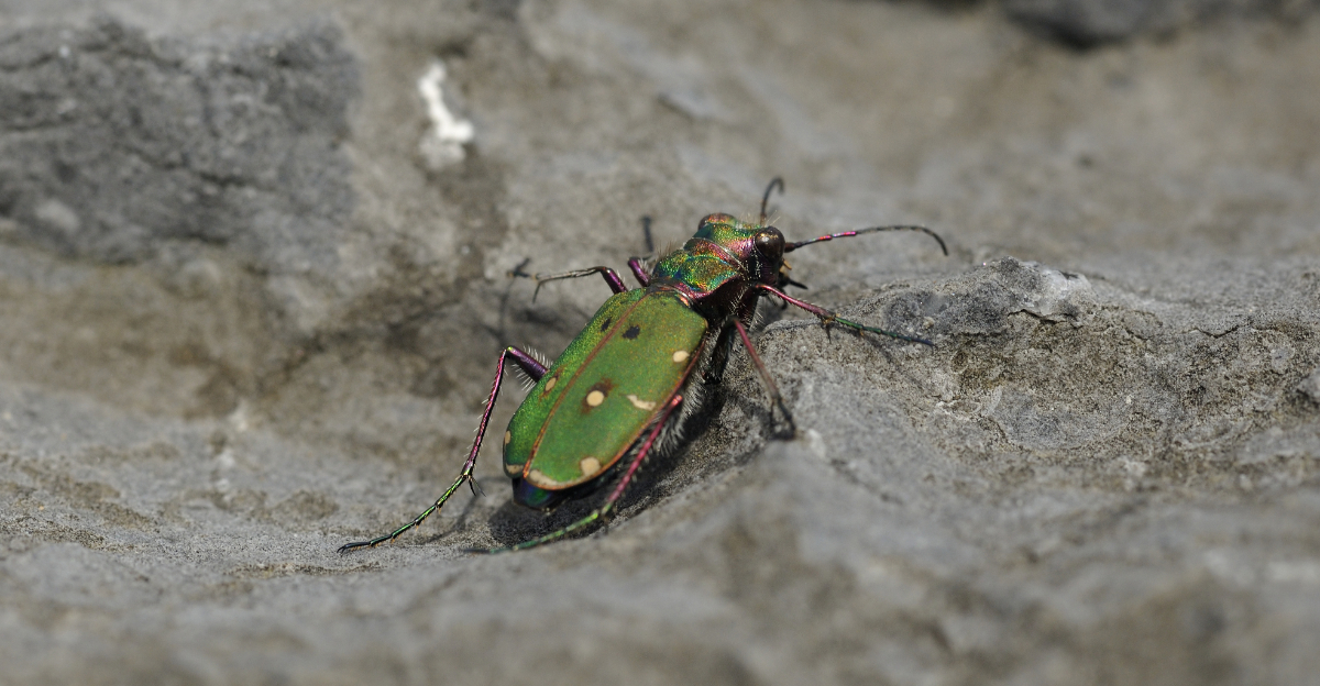 Six Spotted Tiger Beetle (featured image)