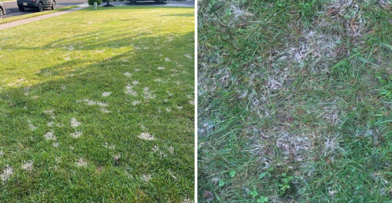 What’s Really Behind The Frosted Look On Tennessee Grass
