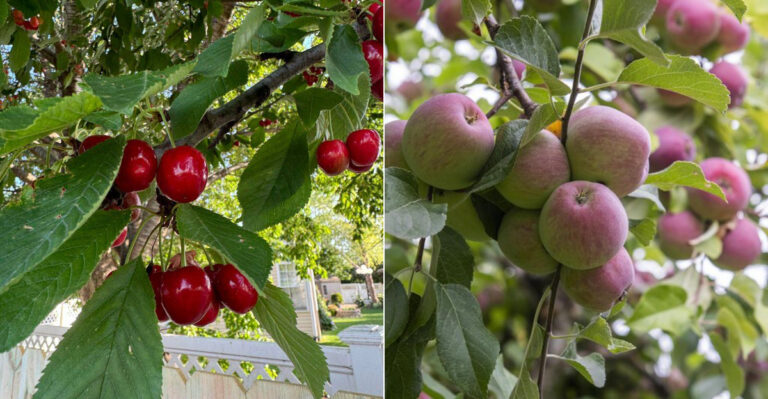 The Oregon Fruit Trees That Still Need A Late-Summer Check