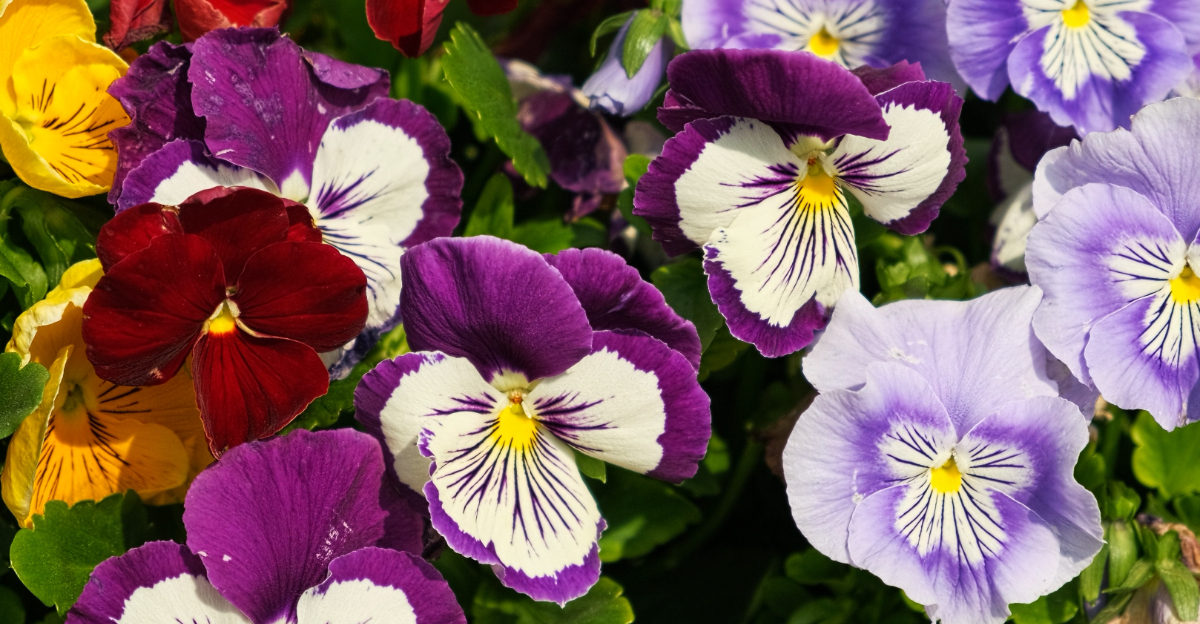Pansies (featured image)