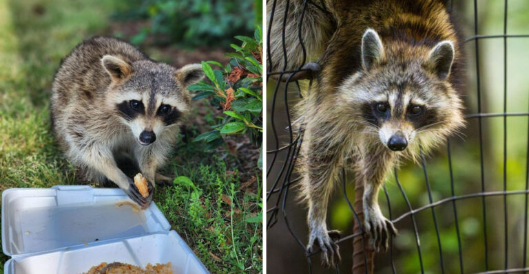 What It Means When Raccoons Start Raiding Your Ohio Garden In September