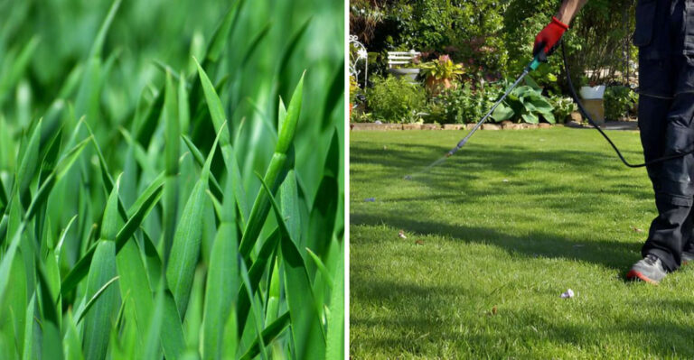 These Are The Reasons Louisiana Lawns Need Less Nitrogen And More Potassium This Fall