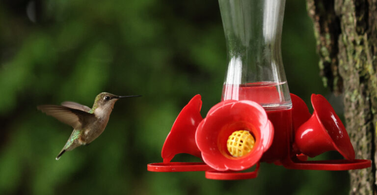 Why New York Hummingbirds Are Leaving Soon, And What Homeowners Should Do Now