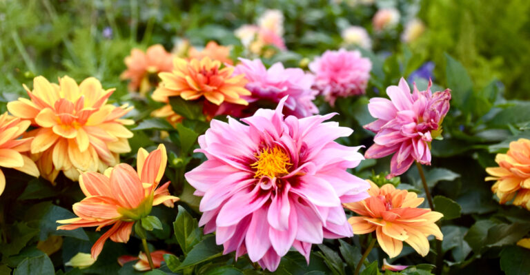 Do This 5-Minute Dahlia Job This Week For Even Bigger Blooms In Washington