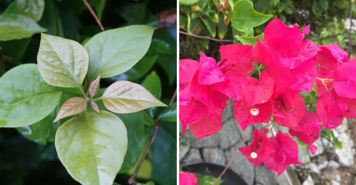 bougainvilllea
