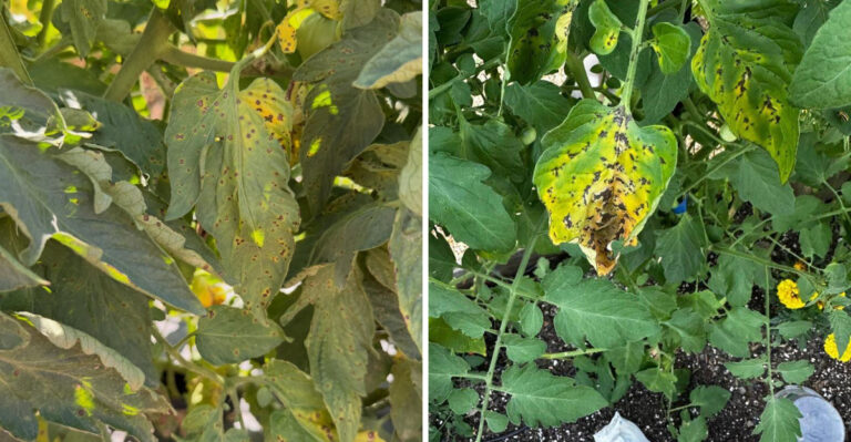 What It Means When Septoria Leaf Spot Appears On Your Pennsylvania Tomatoes