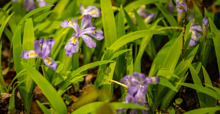 7 Native North Carolina Plants That Fill Awkward Corners Around Rain Barrels Without Taking Over