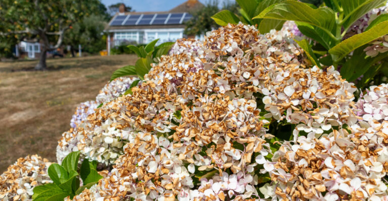Reasons Your California Hydrangea Flowers Are Turning Brown
