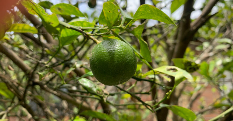 The One September Thing California Citrus Needs Before Fruit Sets