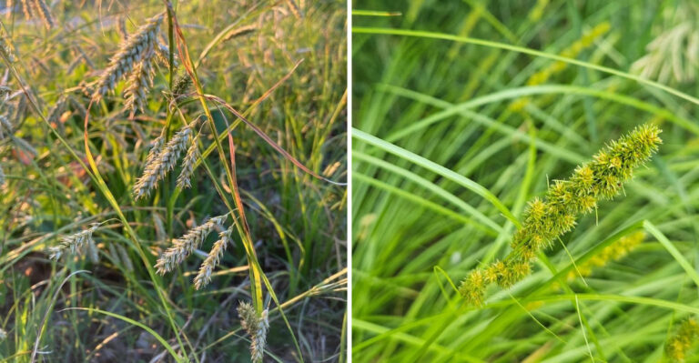 The Most Underrated North Carolina Native Sedge For Downspout Edges That Stay Damp For Days
