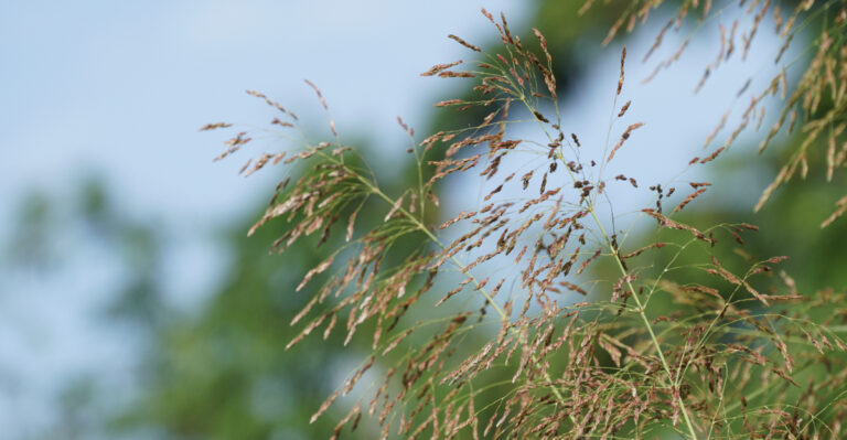This Invasive Grass Is Quietly Overtaking Kentucky Gardens