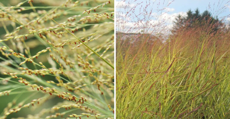 This Tough Native Grass Is Becoming A Low-Maintenance Miscanthus Alternative In Michigan Borders