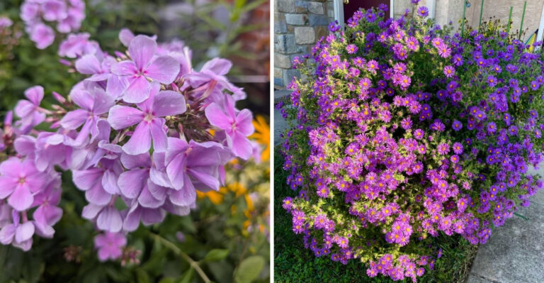 The Michigan Perennials To Divide In September And The Ones To Leave Alone